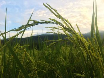 Close-up of stalks in field against sky