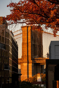 Low angle view of trees and buildings during autumn