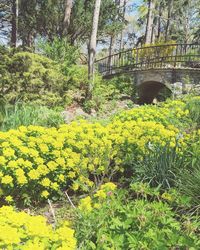 Yellow flowers growing on tree