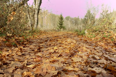 Autumn leaves on road in forest