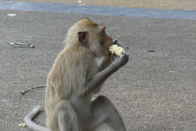 Lion eating food on land