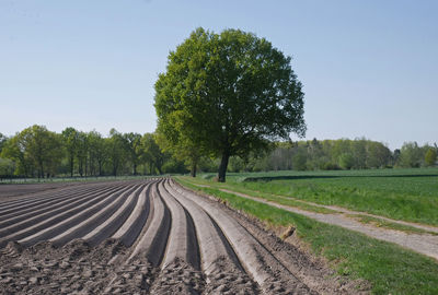 Scenic view of agricultural field against clear sky