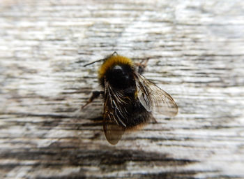 Close-up of bee on wood