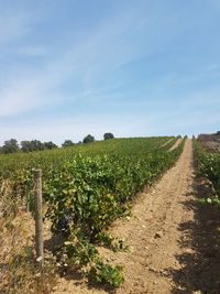 Crops growing on field against sky