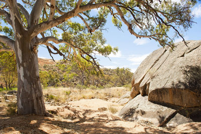 Trees growing on rocks against sky