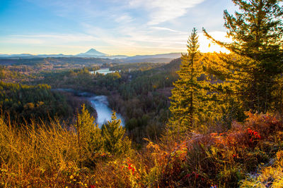 Scenic view of forest against sky