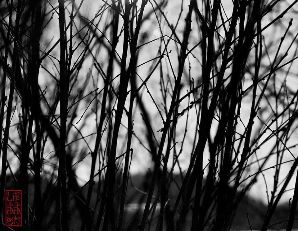 growth, branch, plant, nature, focus on foreground, close-up, sky, twig, tranquility, tree, leaf, stem, beauty in nature, low angle view, outdoors, no people, growing, day, field, selective focus