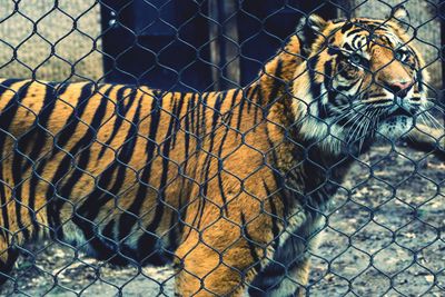 Cat seen through chainlink fence