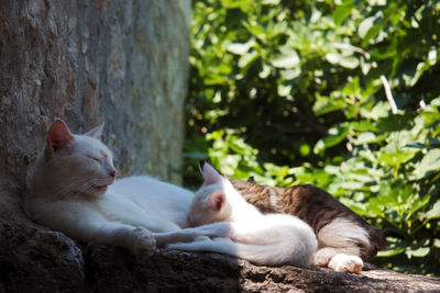 Cat sleeping on a tree