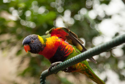 Close-up of parrot perching on branch