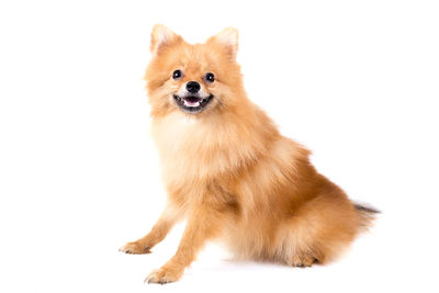 Portrait of dog against white background