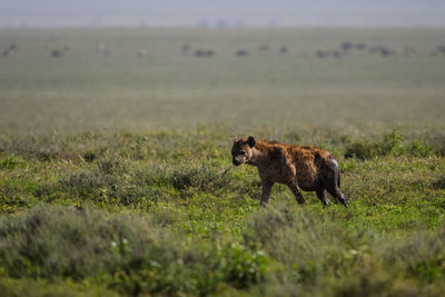 View of hyena on grassy field