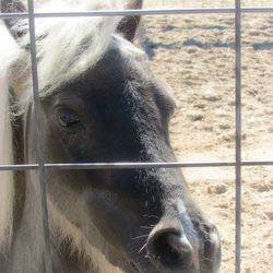 Close-up of horse