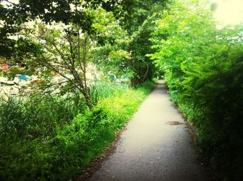 Footpath amidst trees