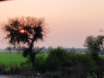 Silhouette trees on field against sky during sunset