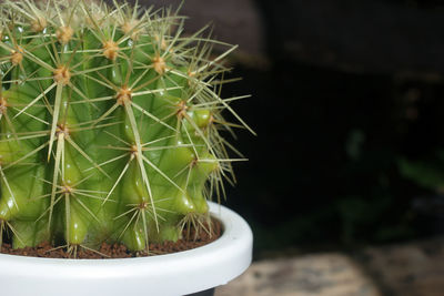 Close-up of cactus plant in pot