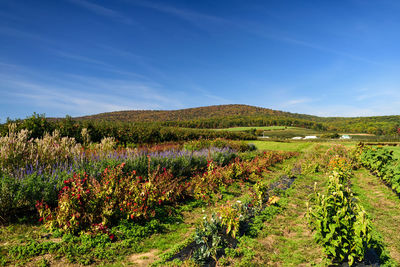 Scenic view of field against blue sky