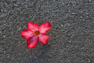 Close-up of pink flower on road