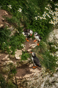 High angle view of puffins amidst plants