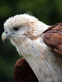 Close-up of eagle