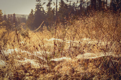 Dry grass on field