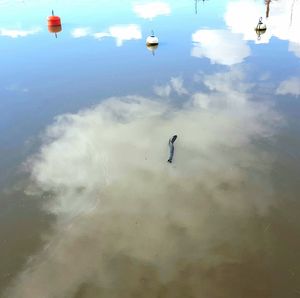 High angle view of fish swimming in lake