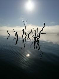 Silhouette bare tree by lake against sky during sunset