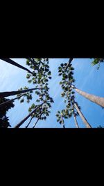 Low angle view of trees against sky