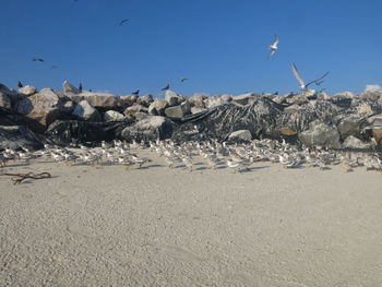 Seagulls flying over beach