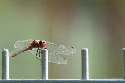 Close-up of dragonfly on plant