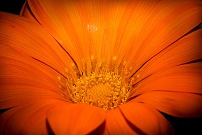 Close-up of orange flower blooming outdoors