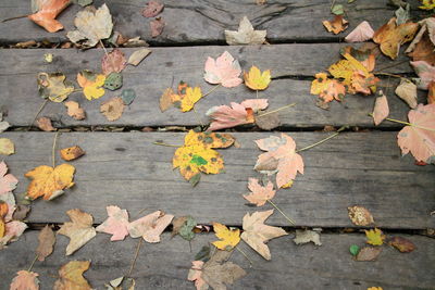 High angle view of maple leaves on footpath