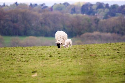 Sheep grazing on field