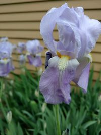 Close-up of purple flower blooming outdoors