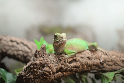 Close-up of lizard on tree