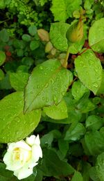 Close-up of wet green leaves on rainy day