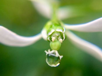 Close-up of green plant