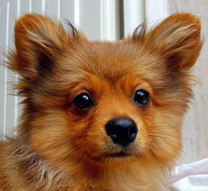 Close-up portrait of dog