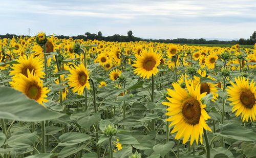 Close-up of yellow flowering plants on field