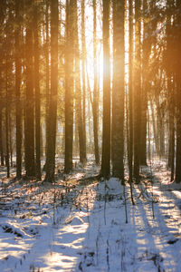 Winter low sun breaks through the trees in the winter forest.
