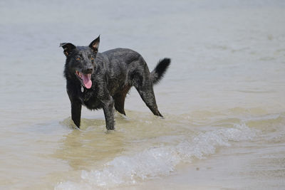 Full length of a dog running on beach
