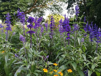 Purple flowers blooming on tree