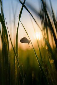 Close-up of butterfly on grass against sky during sunset
