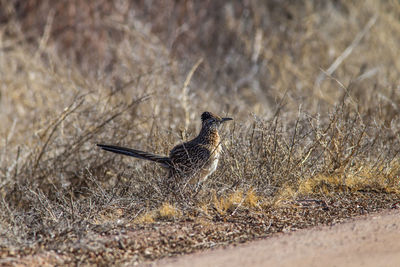 Close-up of bird