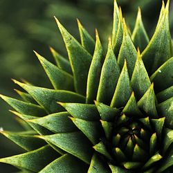 Close-up of succulent plant