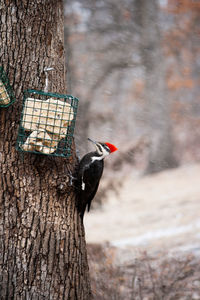 Close-up of bird perching on tree trunk