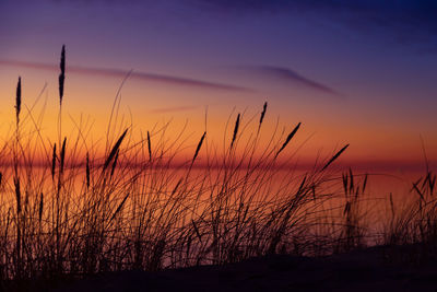 Golden horizon. baltic sea beach basking in sunset's glow. northern europe scenery.