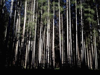 Low angle view of trees