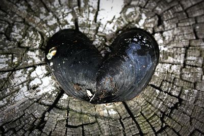 Close-up of bird on tree