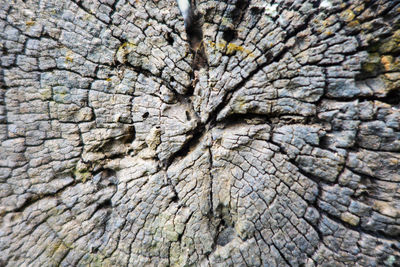 Full frame shot of tree trunk